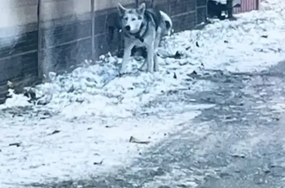 Найдена собака, Краснодарский край, фото: Хаски найдена на ул. Терновая, 623