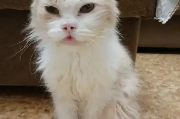 Найденные животные Пенза, фото: Кот найден: Львовская ул., 240, Пенза