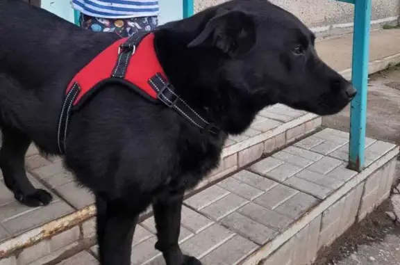 Собаки потеряшки, , фото: Потеряшка собака, ул. Арбузова, Казань