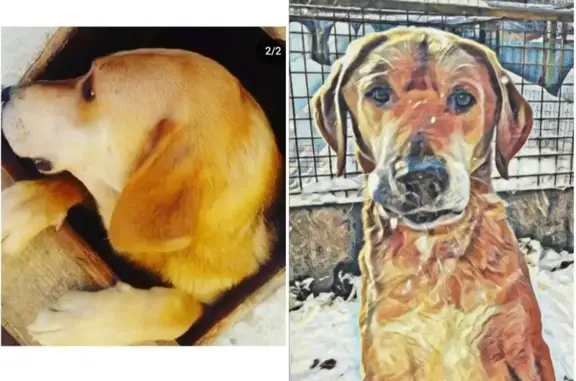 Собаки потеряшки, , фото: Потеряшка собака Алтай, ул. Правды, Донской