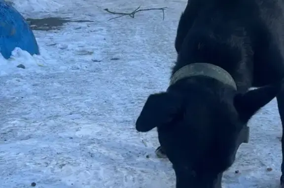 Собака найдена, ул. Некрасова, 6, Хабаровск