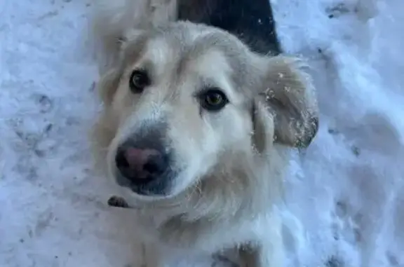 Собаки потеряшки, Пенза, фото: Потеряшка собака на Ферганской, 41, Пенза