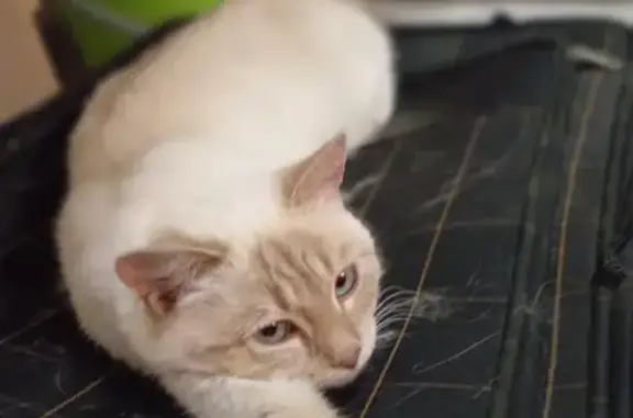 Кошка найдена в Гафурийском с/с, Башкортостан