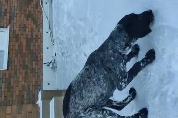 Найдена собака, Чкалов, Центральная ул.