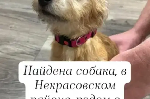 Щенок найден у д. Наумиха, Некрасовский р-н