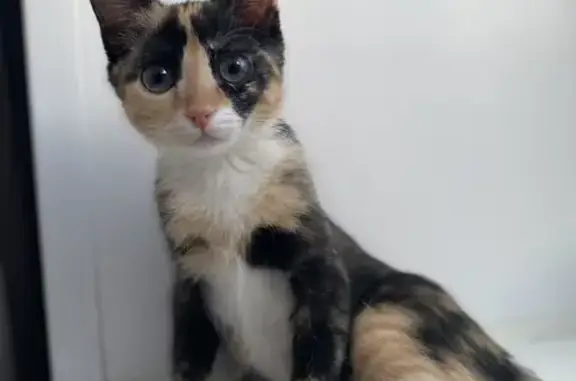 Потерянные животные Серов, фото: Пропала кошка, ул. Луначарского 119