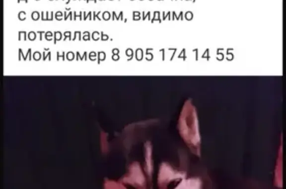 Хаски у подъезда, Дзержинского 5, Клинцы