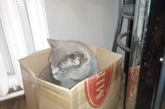 Кошки потеряшки, Краснозатонский, фото: Потеряшка кошка, Трудовая ул. 11, Краснозатонский