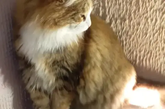 Объявления о пропавших и найденных животных, Калининград, фото: Пропала кошка, ул. Емельянова, 194