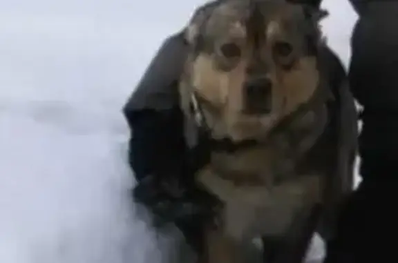 Собаки потеряшки, Борзовая Заимка, фото: Потеряшка собака, Волжская ул. 28, Борзовая