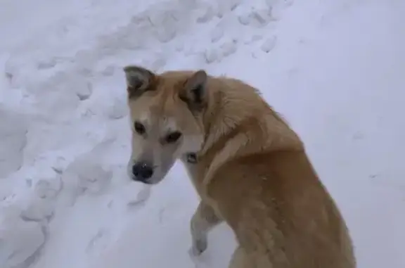 Найдена собака, Бийск