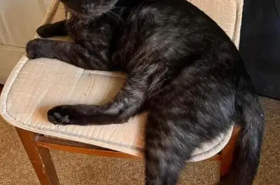 Потерянные животные Москва, фото: Пропал черный кот, 10-я Парковая, Москва