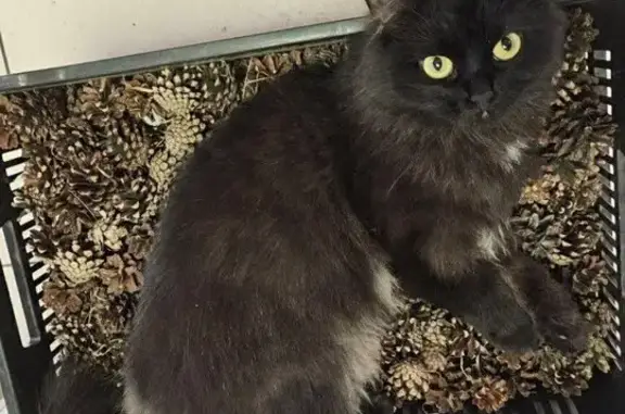 Кошки потеряшки, Красноярск, фото: Потеряшка кошка на Батурина 30, вознаграждение