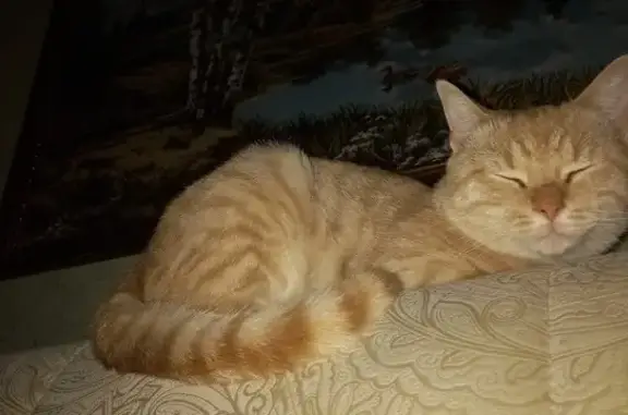 Кошки потеряшки, Волжский, фото: Потеряшка кошка, ул. 87-й Гвард. Дивизии, 53