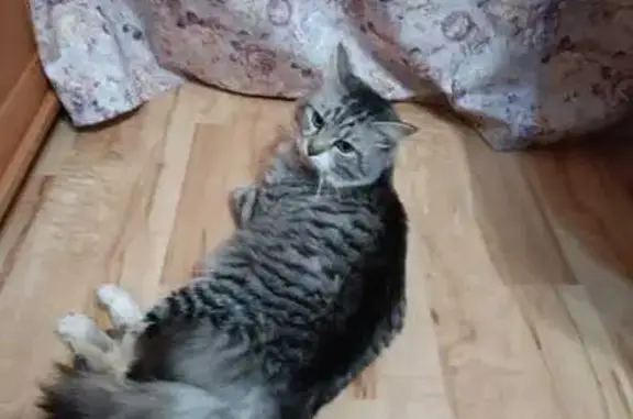 Найдена кошка, Смоленск, фото: Кошка найдена, Кловская ул., 3, Смоленск