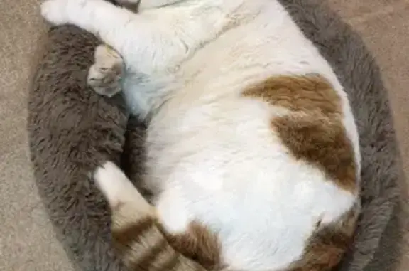 Кошки потеряшки, Горно-Алтайск, фото: Потеряшка кошка, Плодовоягодная 39