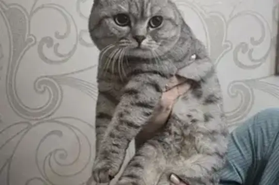 Найдена кошка, Волгодонск, фото: Кошка найдена на Волгоградской, Волгодонск