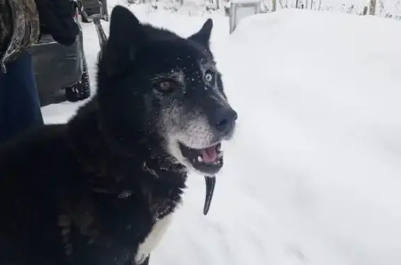 Собака найдена: Центральная ул, 8, Краснопламенское