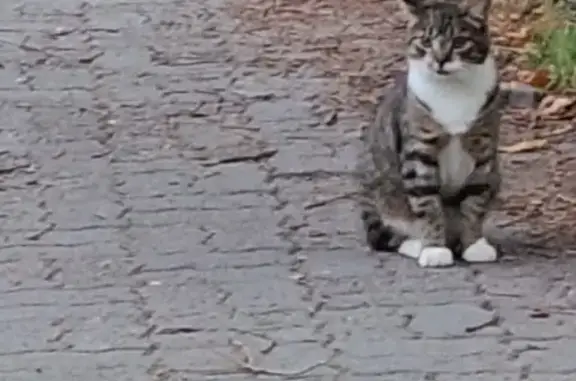 Кошки потеряшки, Светлогорск, фото: Потеряшка котик, Светлогорск, ул. Тихая, 3