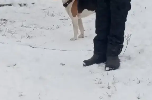 Найдена собака, Пителино, фото: Эстонская гончая найдена, Пителино 61К-073