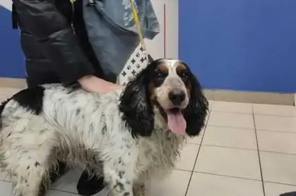 Найдена собака, Челябинск, фото: Собака найдена на ул. Агалакова, Челябинск