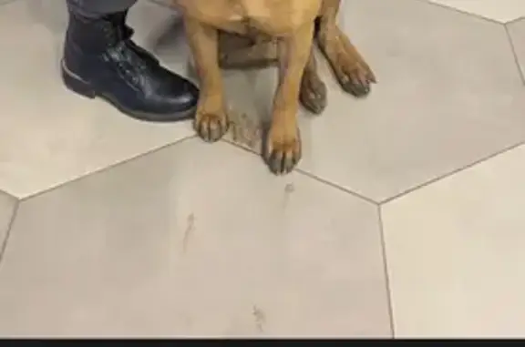 Собака найдена на АЗС, Евдокимовская ул.