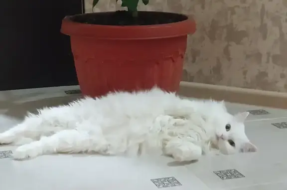 Кошки потеряшки, Ессентуки, фото: Потеряшка белая кошка, Станичная 12, Ессентуки