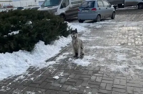 Собака у Деловых Линий, Промышленный 