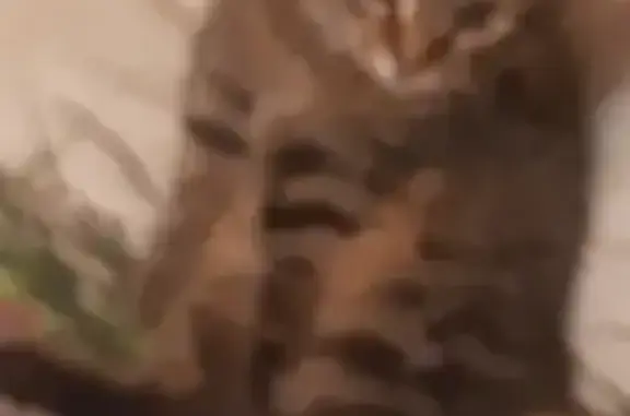 Кошки потеряшки, Ставрово, фото: Потеряшка котик, ул. Ленина, 11, Ставрово