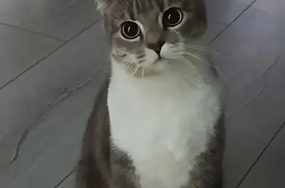 Потерянные животные Курск, фото: Пропала кошка: 3-я Песковская ул., 27