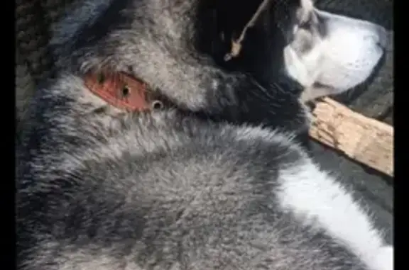 Найдена собака, Казань, фото: Хаски найдена: Залесная ул., 140, Казань