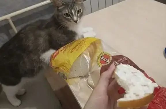 Объявления о пропавших и найденных животных, Челябинск, фото: Пропала кошка, ул. Первой Пятилетки, 7