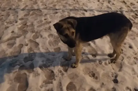 Найдена собака, Воронеж, фото: Найдена собака у Пятерочки, ул. Свободы, 87