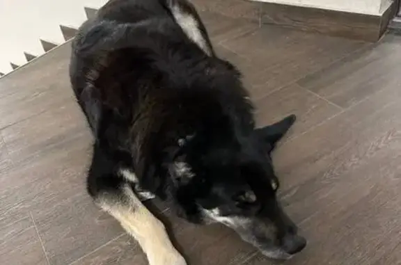 Найдена собака, Бугровское, фото: Собака найдена: Горная ул., 25 к3