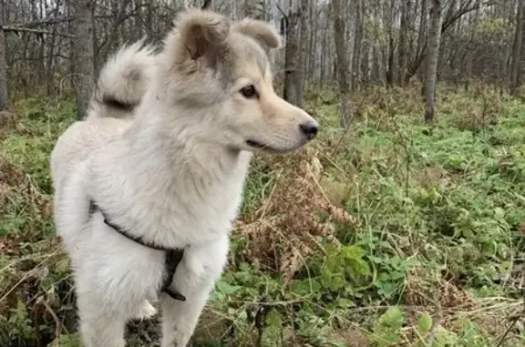 Пропала собака, Октябрьский пр. 3Г, Кемерово