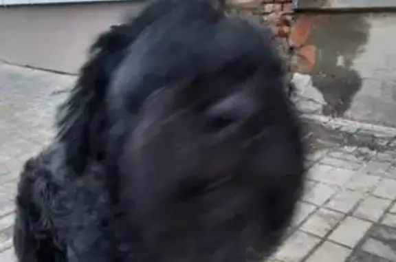 Найдена собака, Воронеж, фото: Собака найдена: ул. Карла Маркса, 38