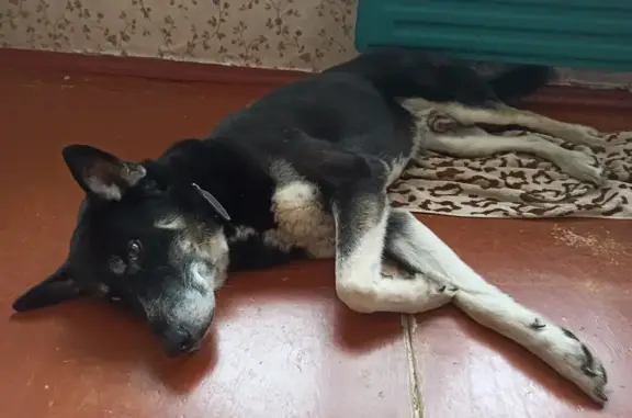 Найденные животные Ярославль, фото: Собака найдена на ул. Красноборской