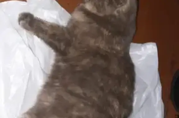 Кошки потеряшки, Красноярск, фото: Потеряшка кошка, ул. Красной Армии, 22