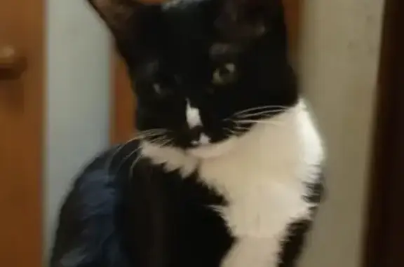 Кошки потеряшки, Екшур, фото: Потеряшка кот, с. Екшур, 61Н-238