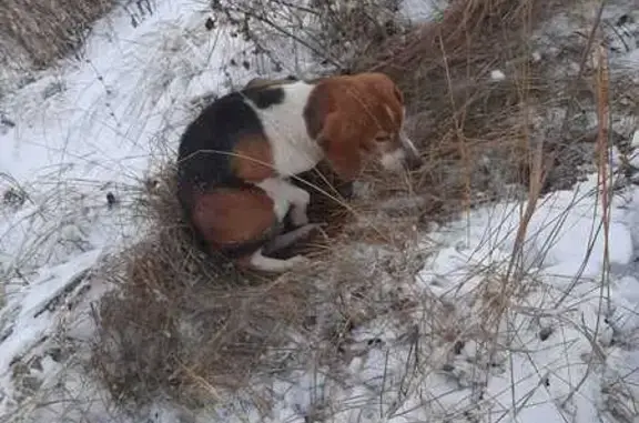 Найдена собака, Старая Ведуга, фото: Собака найдена: Школьная ул, 12, Ведуга