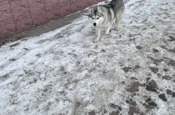 Хаски найдена: Ярослава Гашека, 1, Омск