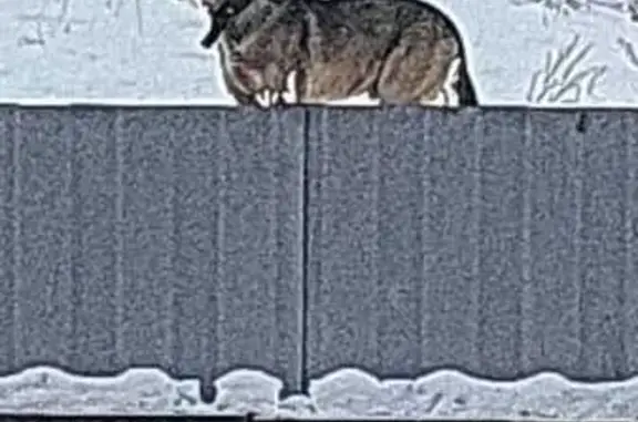 Найдена собака, Калининский сельсовет, фото: Собака найдена, ул. Белых Облаков