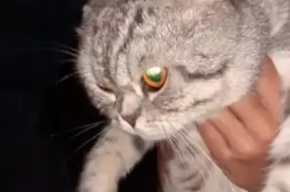 Кошки потеряшки, , фото: Потеряшка кот в Дальних садах, Казань