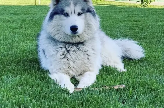 Собаки потеряшки, , фото: Потеряшка собака, ул. Ак. Павлова, 2А