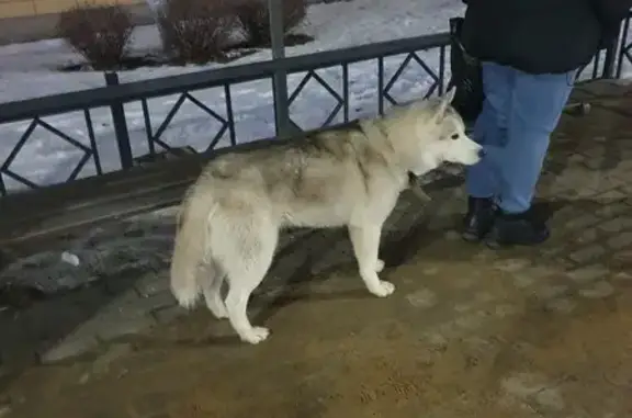 Найдена собака, Воронеж, фото: Собака найдена, пл. Ленина, Воронеж