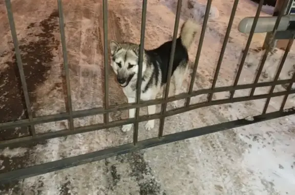 Собака найдена: ул. Плеханова, 10, Пенза