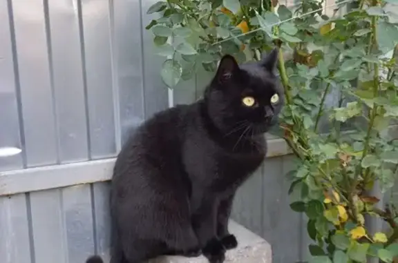 Кошки потеряшки, Новая Таволжанка, фото: Потеряшка кошка, Молодёжная ул., Новая Таволжанка