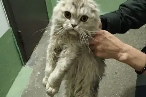 Найдена кошка, ул. Труда 24, Челябинск