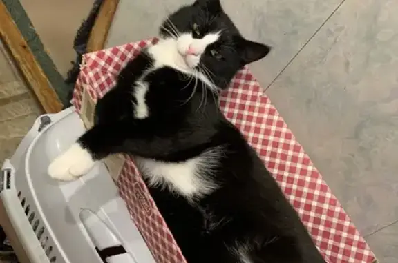 Потерянные животные Петрозаводск, фото: Пропала кошка, ул. Коммунистов 22