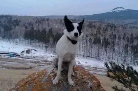 Собаки потеряшки, Зыковский сельсовет, фото: Потеряшка собака, Кузнецово, Зыковский с/с